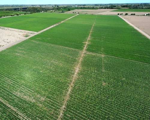 Finca de 49 Ha en Montecaseros