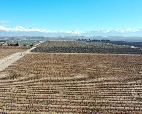 Se Vende Finca en Valle de UCO Mendoza. 300 Ha de Viñedo en
