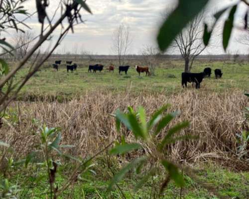 Campo Isla, en el Delta Entrerriano. Ganadero Forestal