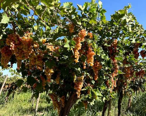 Finca Productiva en Venta – 112 Ha con Riego