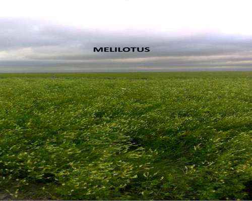 Gran Campo Ganadero 8000 Has Abundante Agua y Pasturas