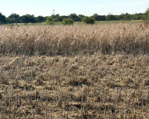 220 Ha Mixtas. Mayormente Agrícola. Lucas Gonzalez