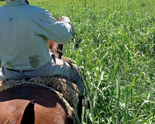 Excelente Oportunidad Campo Ganadero