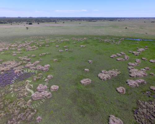 Campo Ganadero. 2.750 HA. Ambrosetti, Santa FE.