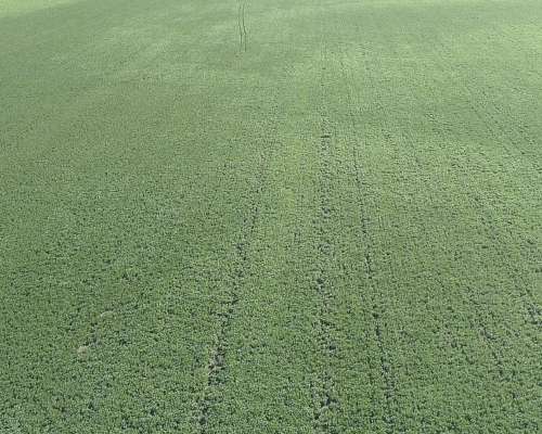 1.524 Has. en Venta - Bolívar - Buenos Aires.