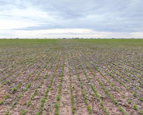 Pcia. de Santa FE - Wheelwright 511 Has