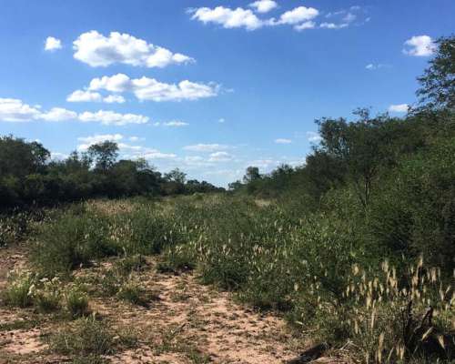 Bandera (sgo. del Estero) -972 Has.- para Desarrollar-