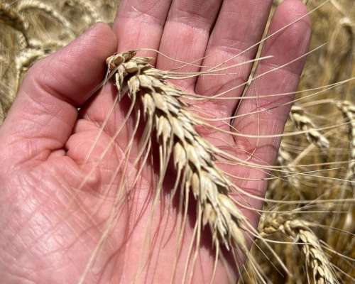 Campo Agrícola 46 Ha 100% Laborable Erezcano-conesa (BS AS)