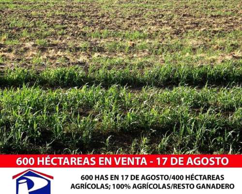 600 Has. 17 de Agosto, Pdo. Puan, BS. AS.
