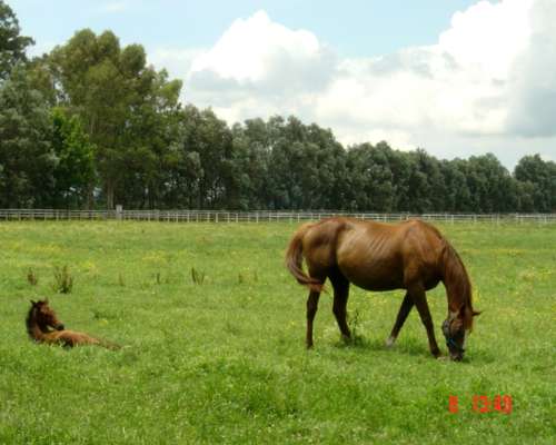 Haras S/ Ruta 7, San Andres de Giles