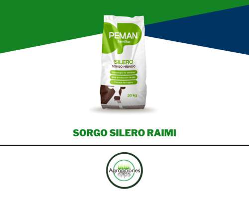 Semilla de Sorgo Silero Raimi Inta - Peman Semillas
