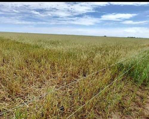 Campo en Chasico - Torquinst 665 Has