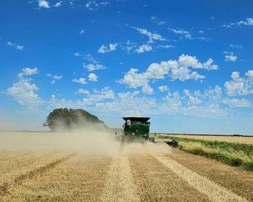 Busco Trabajo de Tractorista/senbrador/carrero