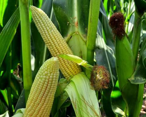 480ha en 25 de Mayo Agricolas Pcia de Bsas Soja Maiz Girasol