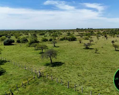Vendo Campo Ganadero 430 H.A Zona Chajari E.R