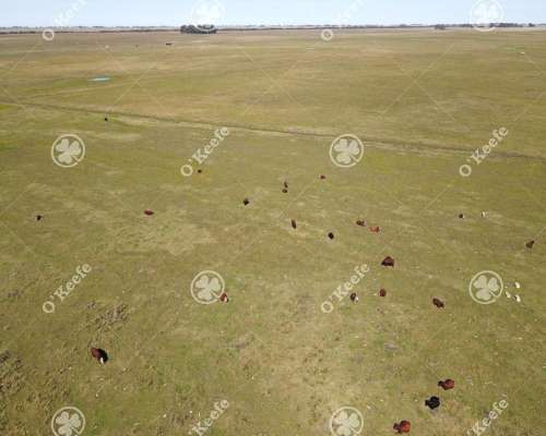 Campo en Venta de 1420 Has en Azul. Ganadero