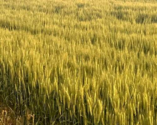 Pintoresco Campo de 70 Hectáreas Agrícolas