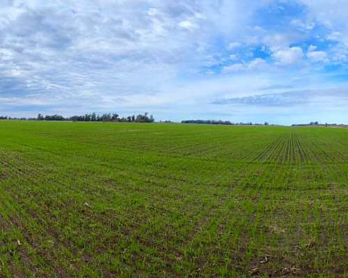 Busco para Compra Chacra Lincoln