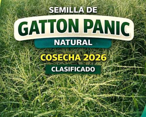 Semilla de Gatton Panic Natural Clasificado