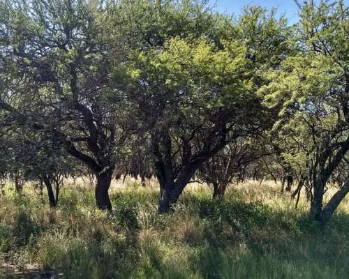 1600ha en Doblas la Pampa