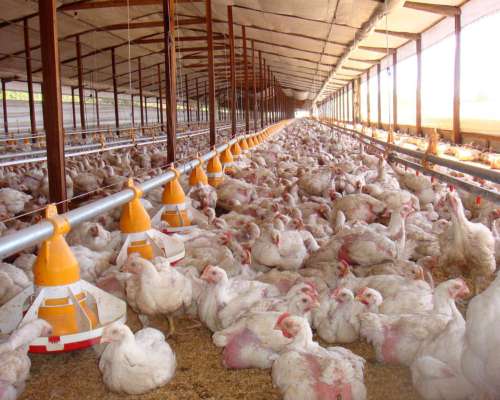 Comedero Automático Ivega para Galpones de Pollos