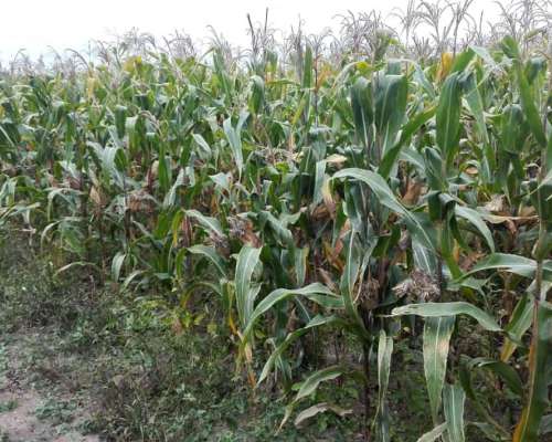 Excelentes 500 Has. Agrícolas en Rapelli, Santiago.