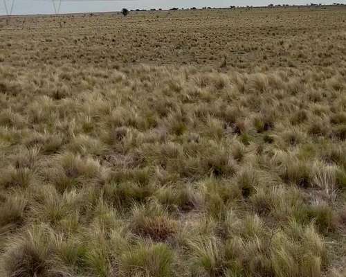 500ha Agrícola-ganaderas Sobre Ruta Nacional 35