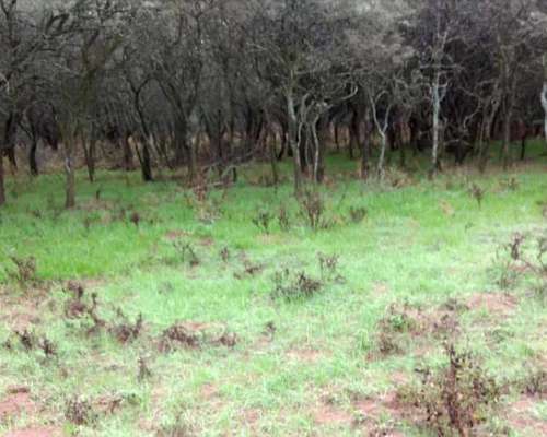 Vende10.000 Ha Zona el Bagual, SUR de San Luis
