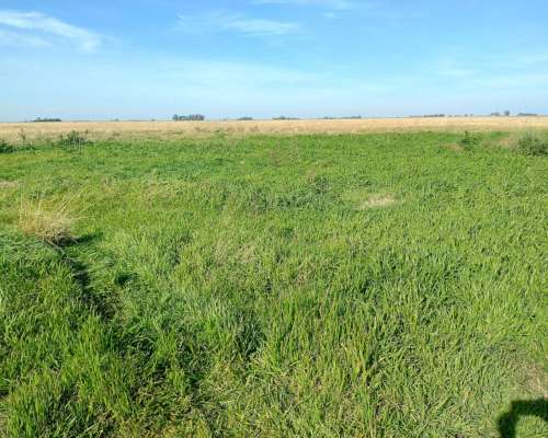 Alcorta Mixto 487 Has