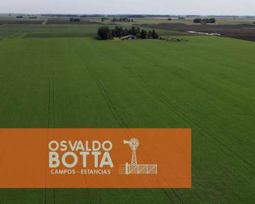 Campo Agricola en Venta, Mechongue, Buenos Aires