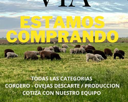 Compra de Ovinos Todas las Catg