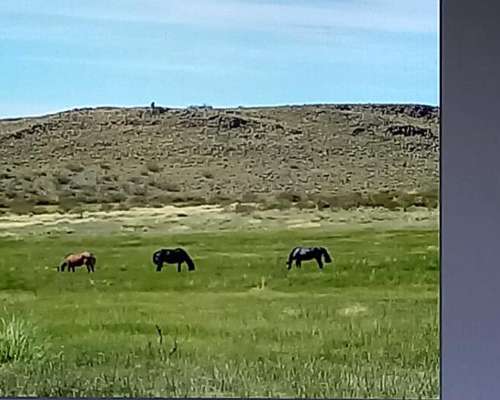 Se Buscan Granjas en la Patagonia