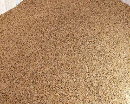 Avena Inta Aiken Semilla