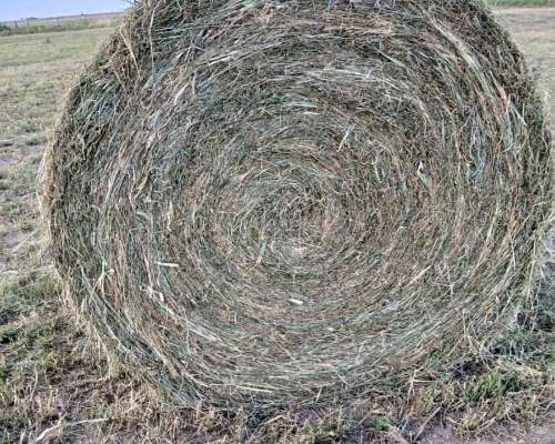 Rollos de Alfalfa .