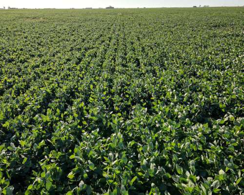 26 Ha Agrícolas. Suelo Clase 1. Depto San Jerónimo.