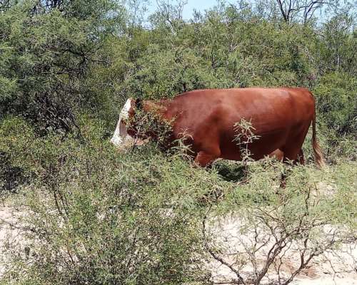 Vendo Campo San Luis