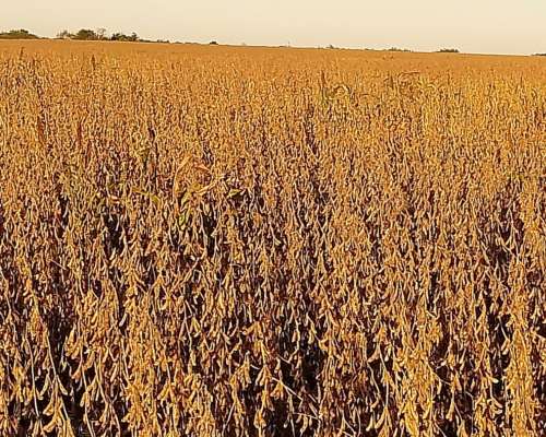 200 Ha Agricolas en Concepcion del Uruguay