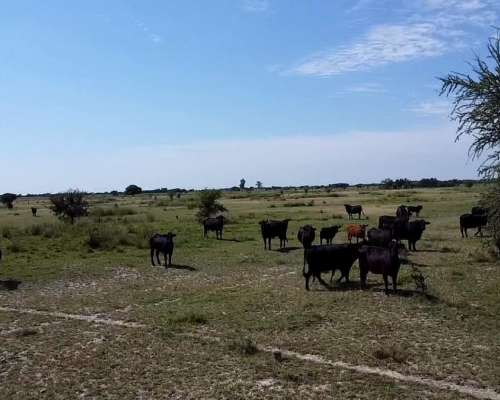 Venta / Campo Ganadero / Huanqueros / 1385 Ha