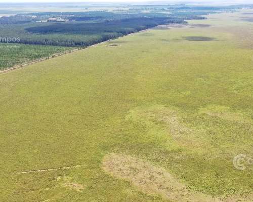 Se Vende Campo Ganadero de 505 Ha en Virasoro, Corrientes