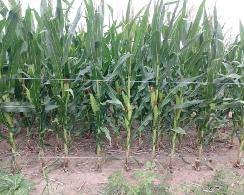 Venta. 350 Has Agrícolas en Vilelas.