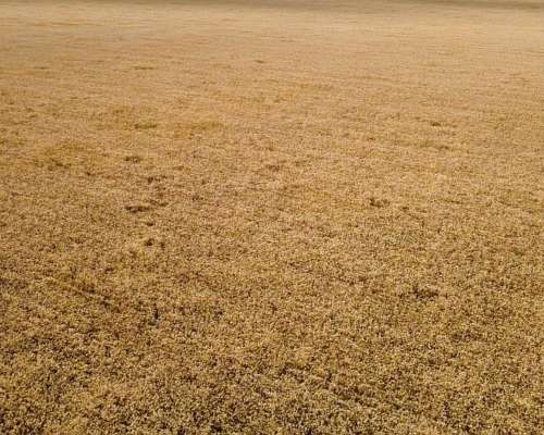 800ha Agrícolas Zona Miguel Riglos