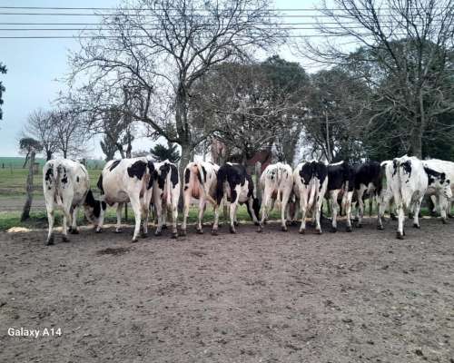 Vaquillonas Holando Argentino Preñadas