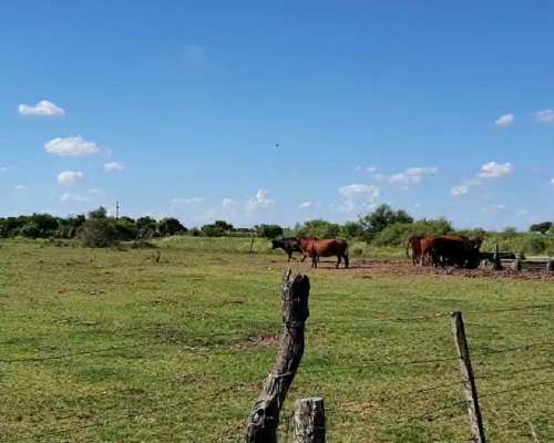 1580 Hectareas en Venta Mixto en Arrufó, Santa FE
