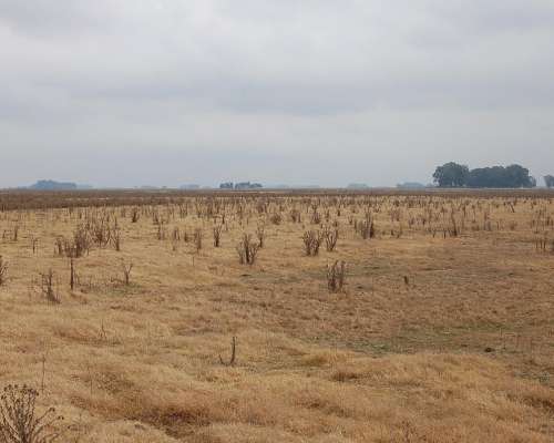 Campo en Venta 800 HA. Mixto. Carlos Casares. Oportunidad.