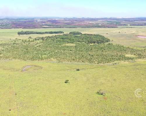 Se Vende Campo en Gobernador Virasoro Corrientes. 478 Hectár