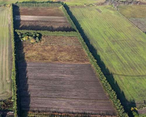 Campo con Monte de Durazno Viejo