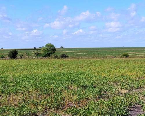 Vendo 82 Has en Zona Pueblo Cazes Villa Elisa ER