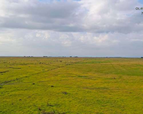 Campo Venta Rauch 1277 Ha Ganaderas