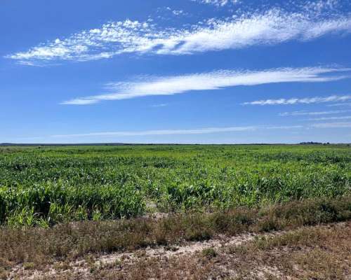Campo en Venta con Canales de Riego.