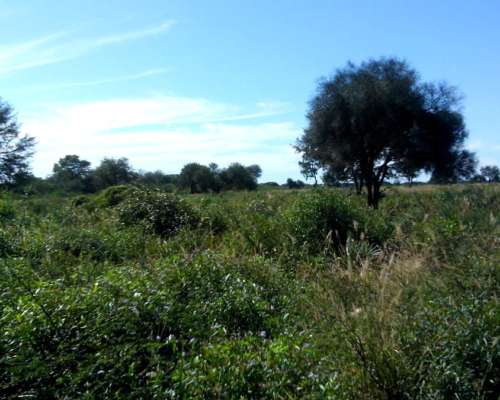 Vendo Campo en el Chaco Agricola -ganadero